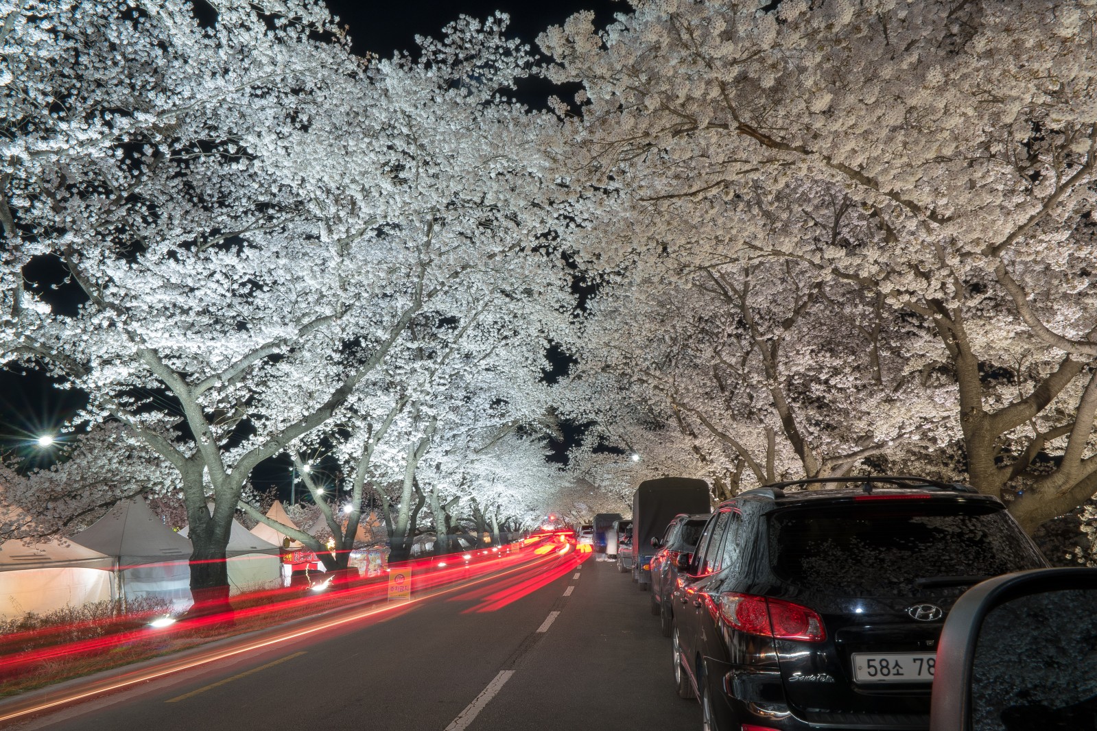 흥무벚꽃길 야경(2019년 봄)