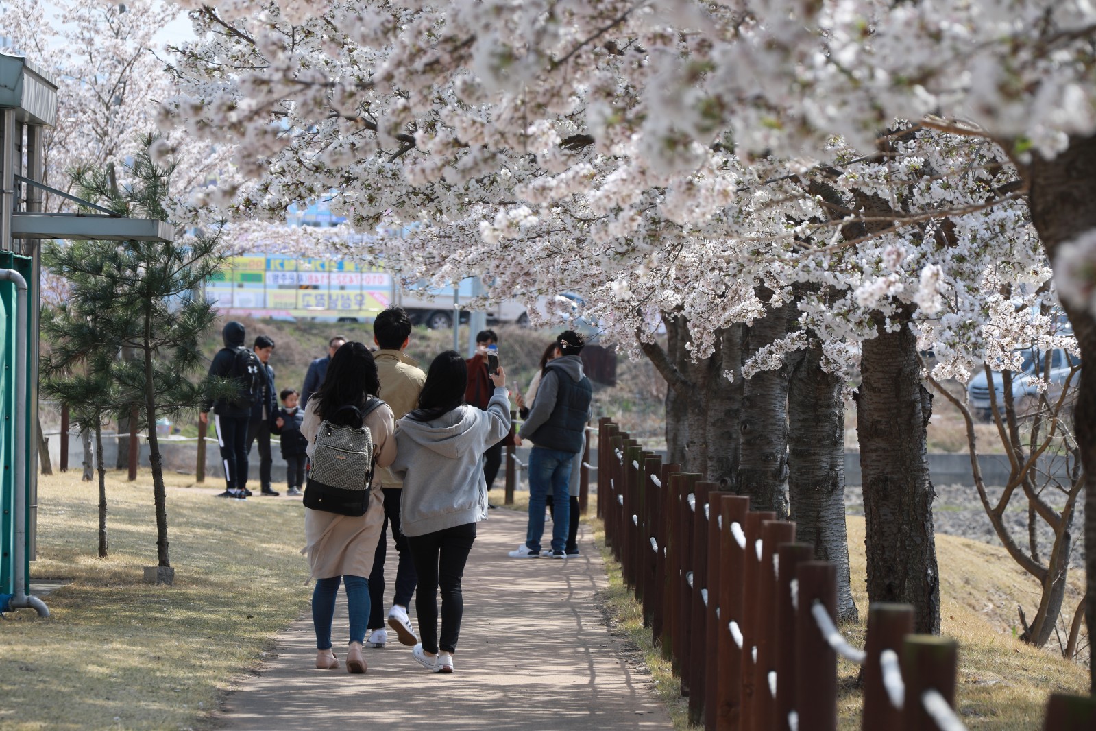 흥무벚꽃길(2019년 봄)