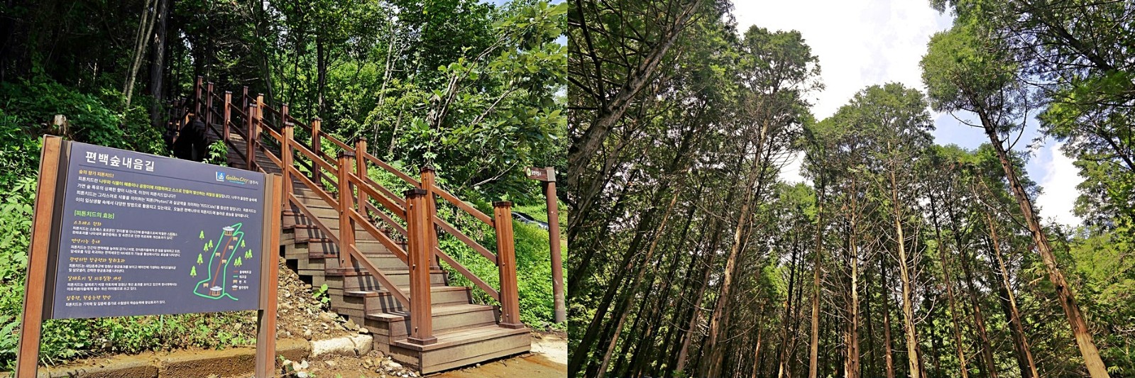 건천편백나무숲