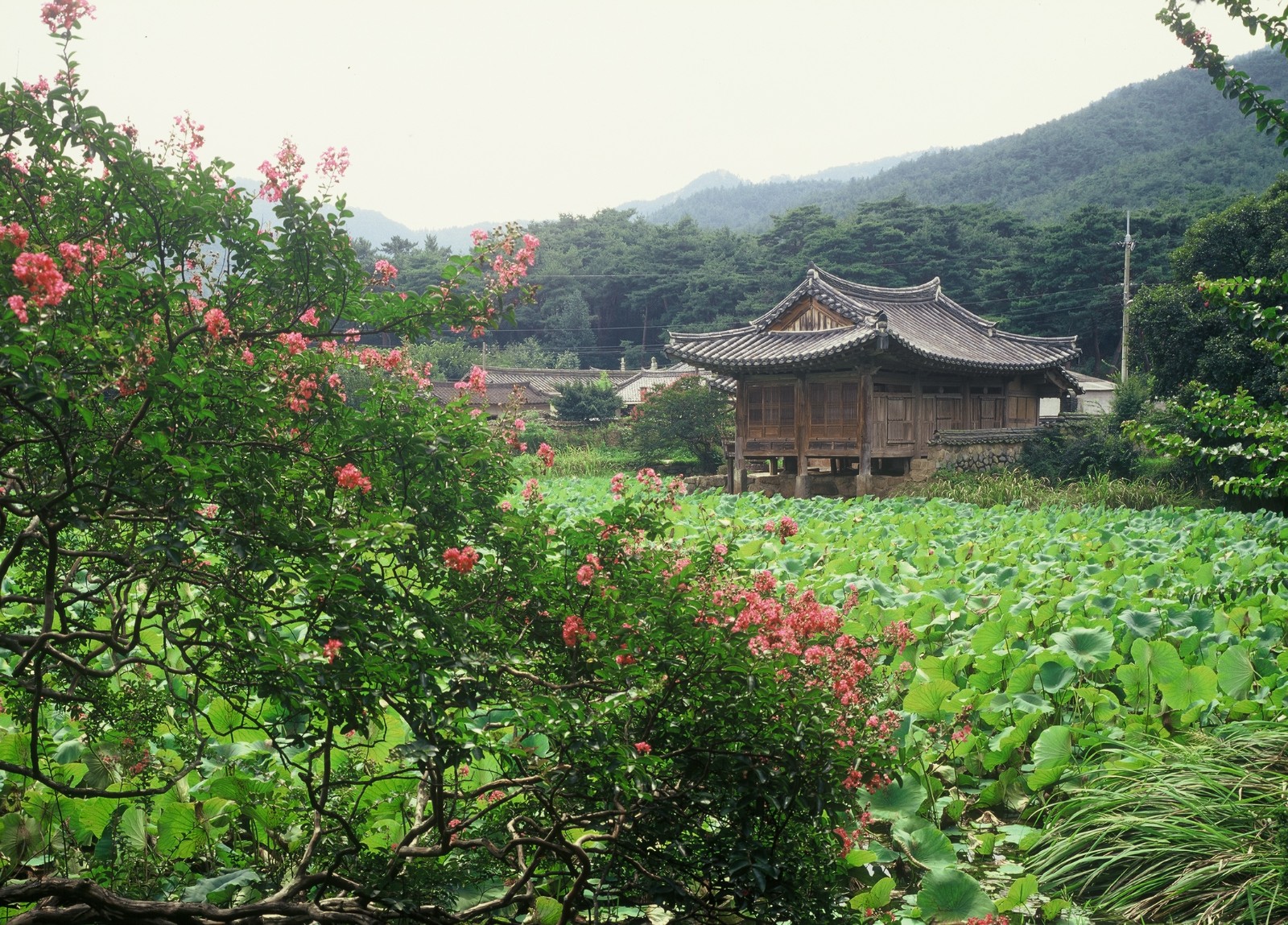 서출지