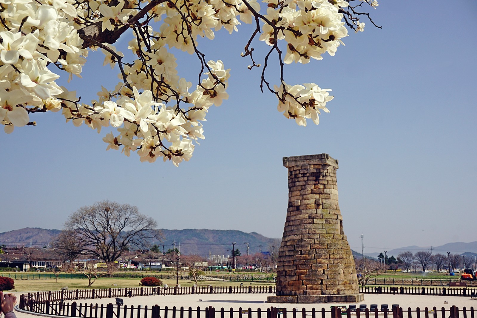 목련꽃 아래 첨성대