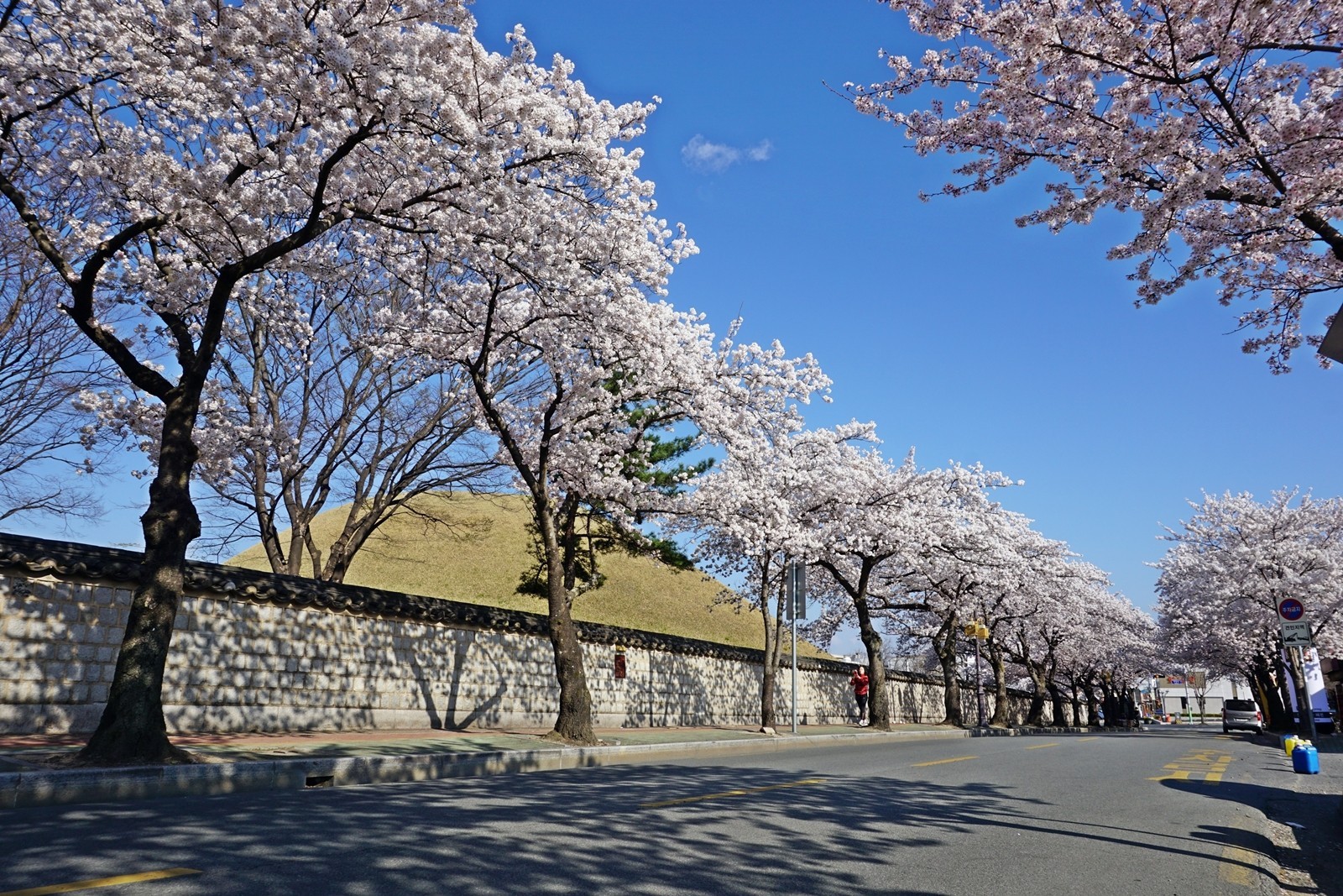 벚꽃 핀 대릉원 돌담길