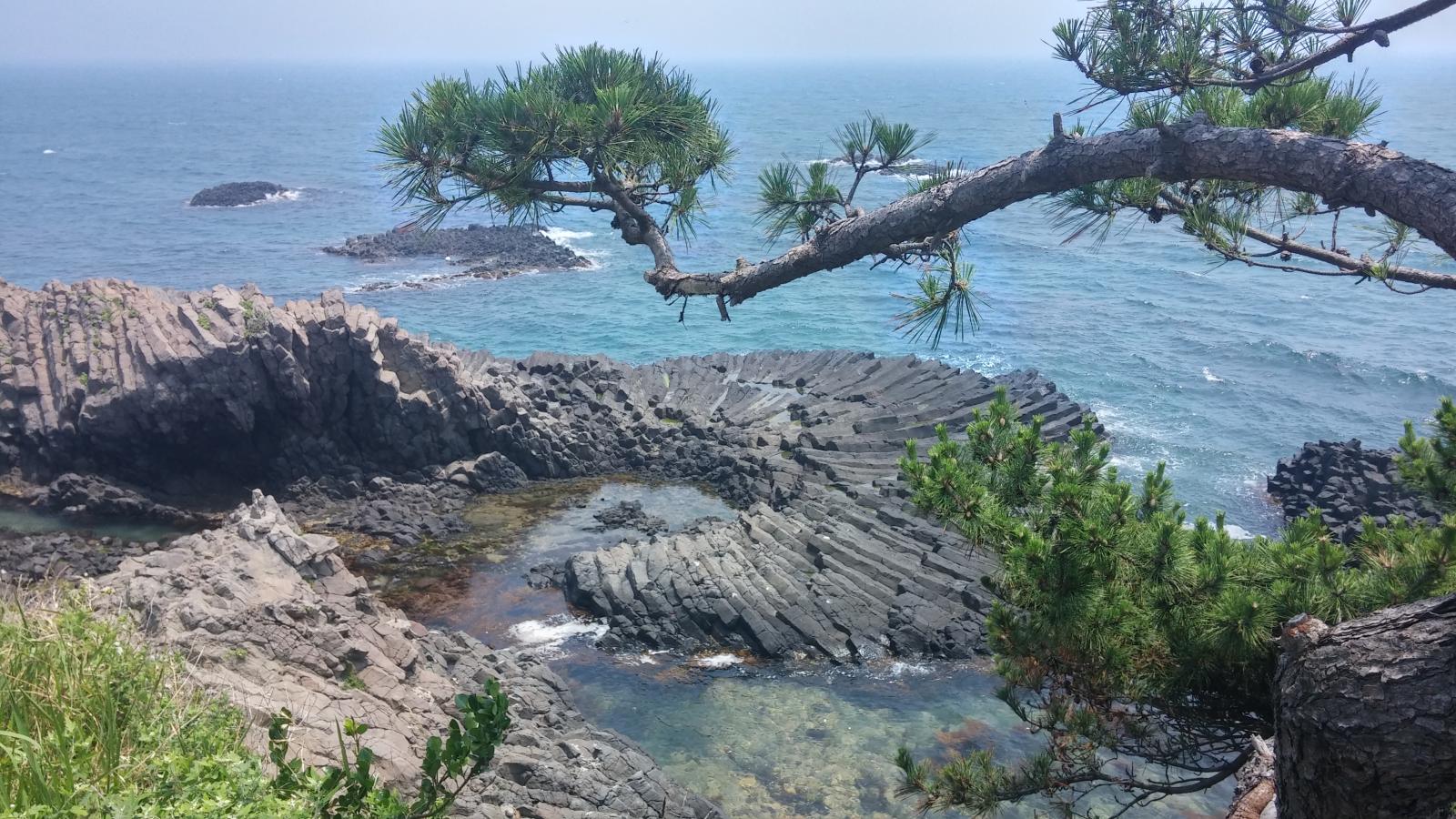 동해의 꽃