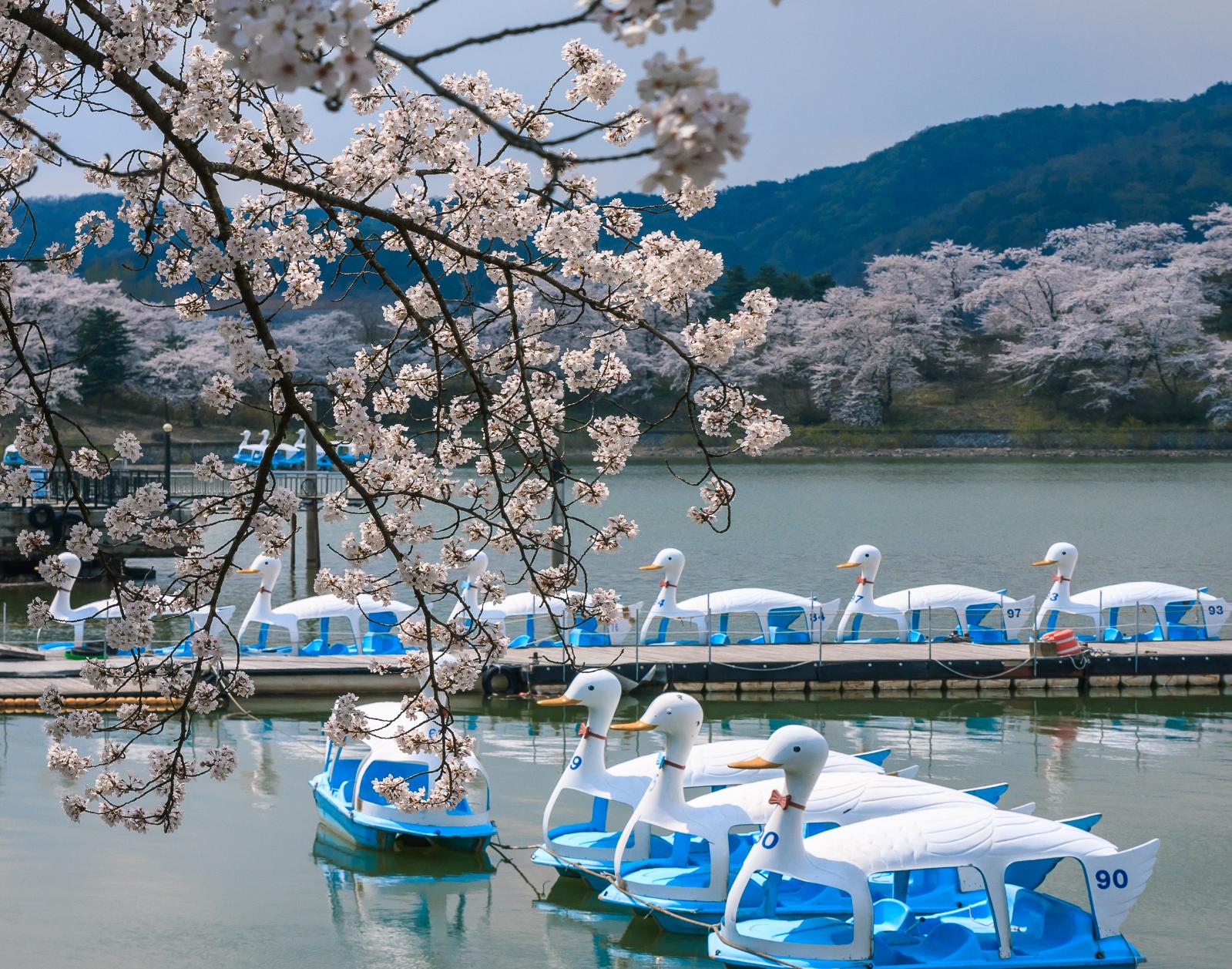 보문호의 산책