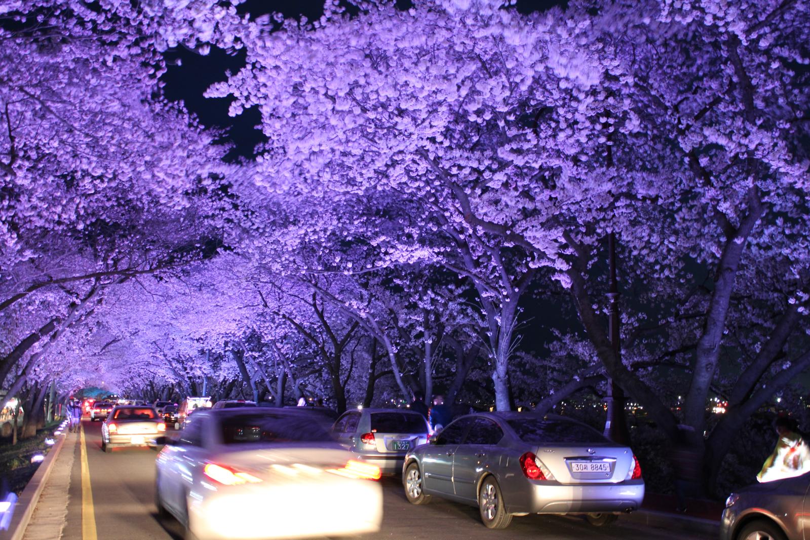 김유신장군묘 주변벚꽃2