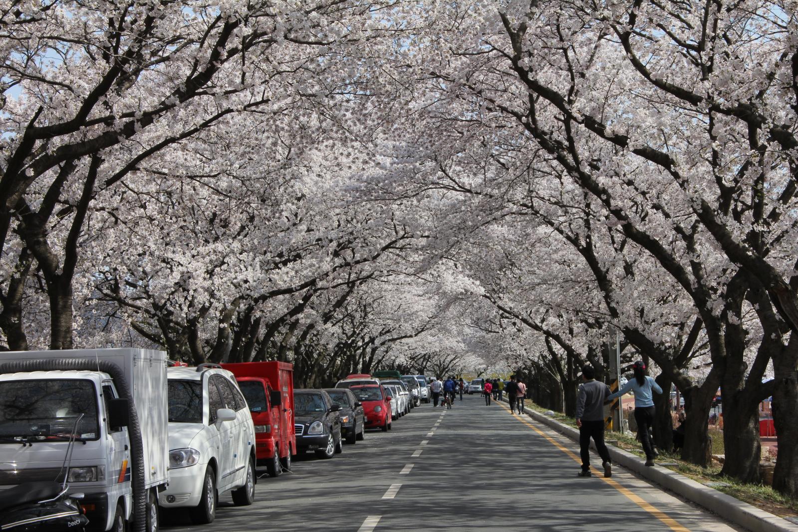 김유신장군묘 주변벚꽃3
