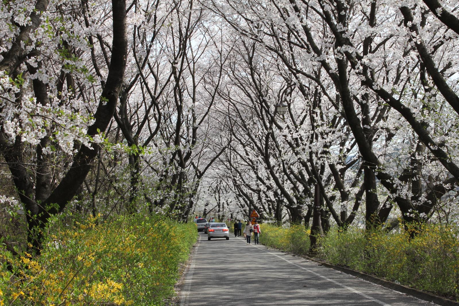 김유신장군묘 주변벚꽃4