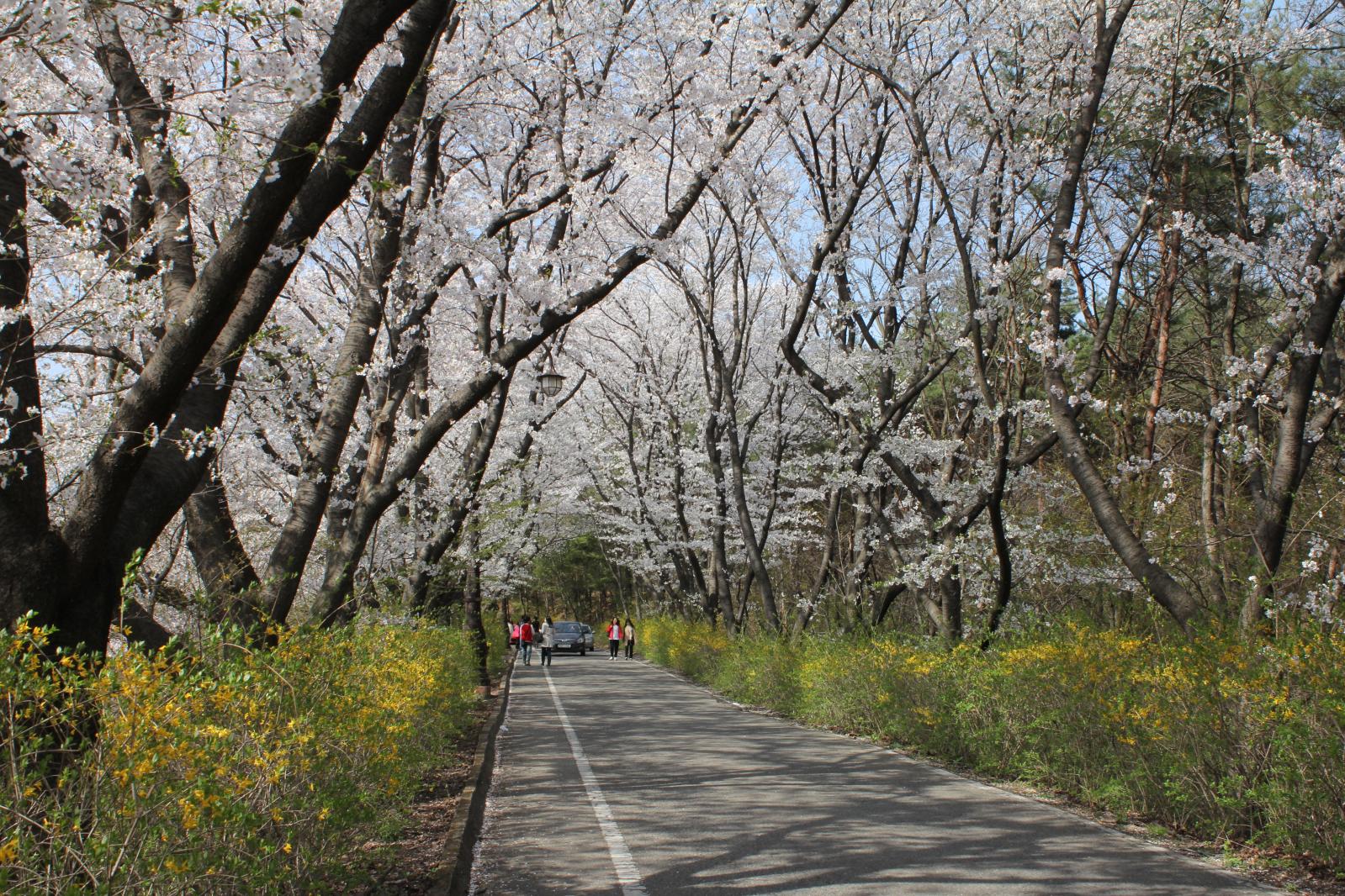 김유신장군묘 주변벚꽃5