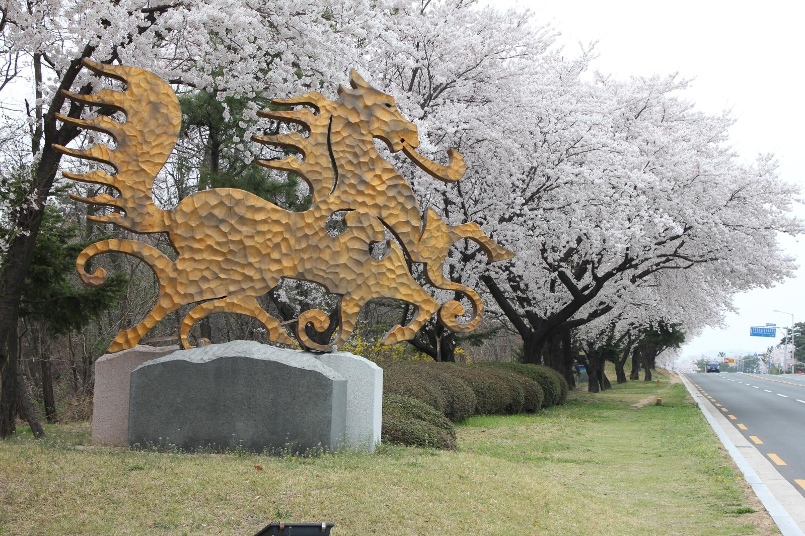 보문단지 벚꽃6
