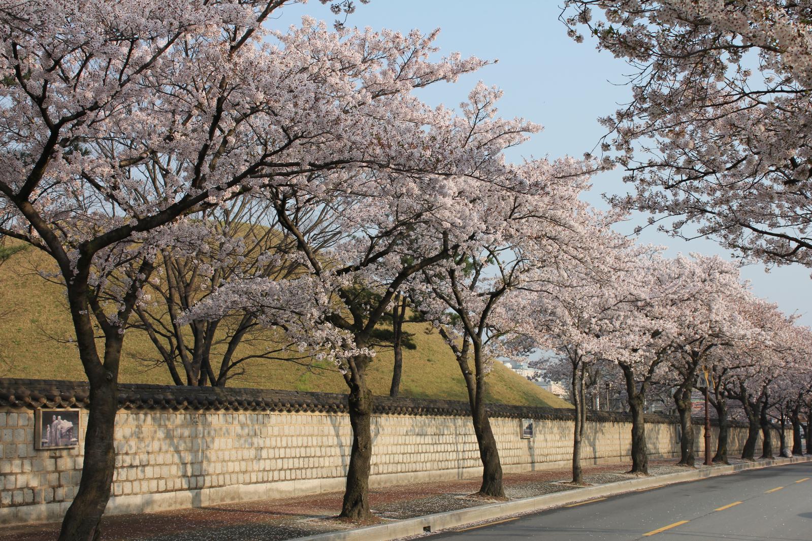 천마총 벚꽃