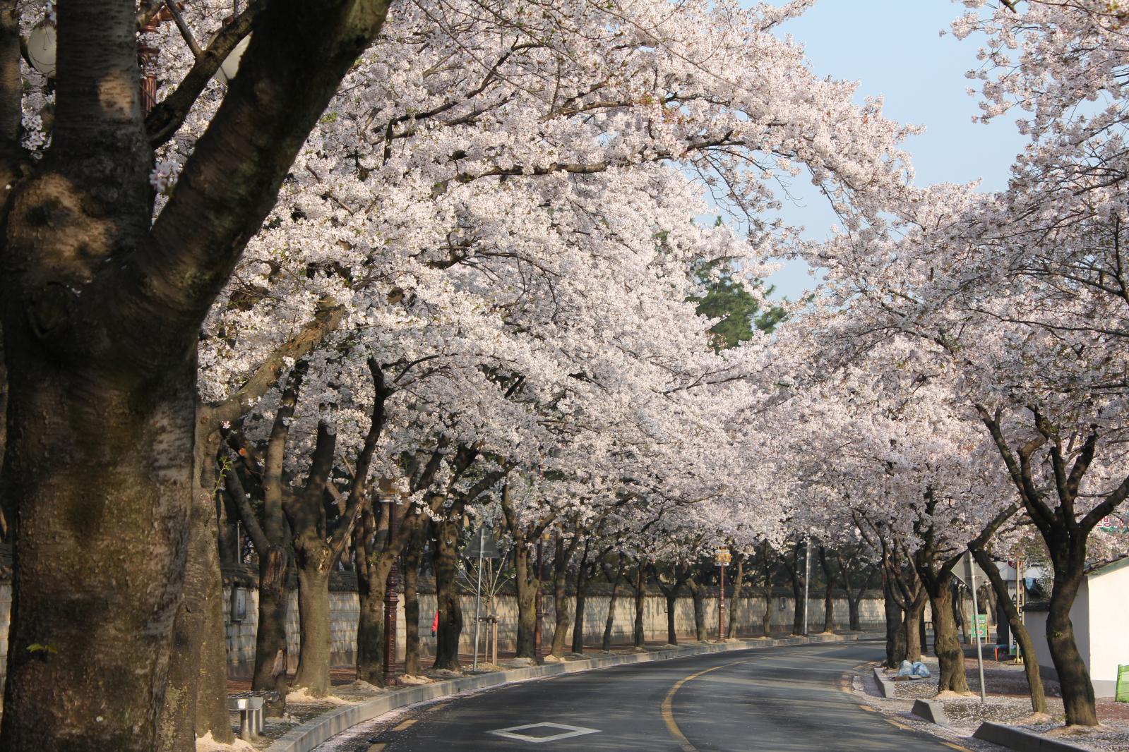 천마총 벚꽃2
