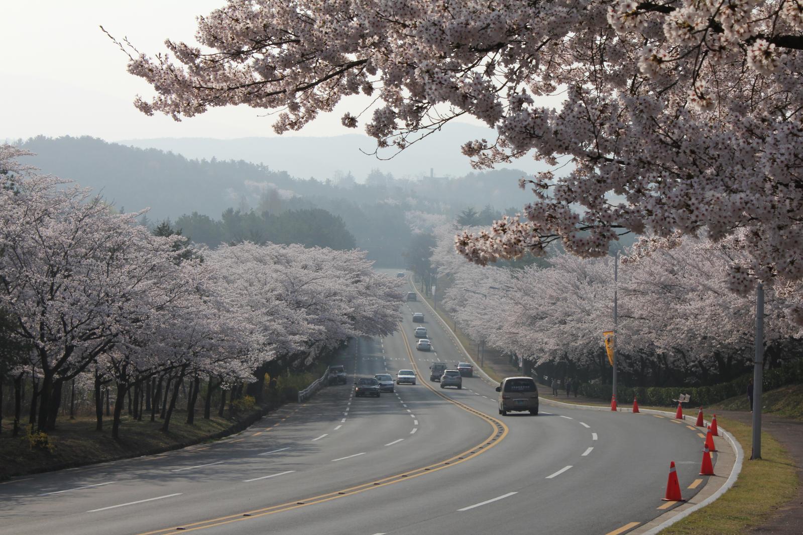 보문단지 벚꽃7