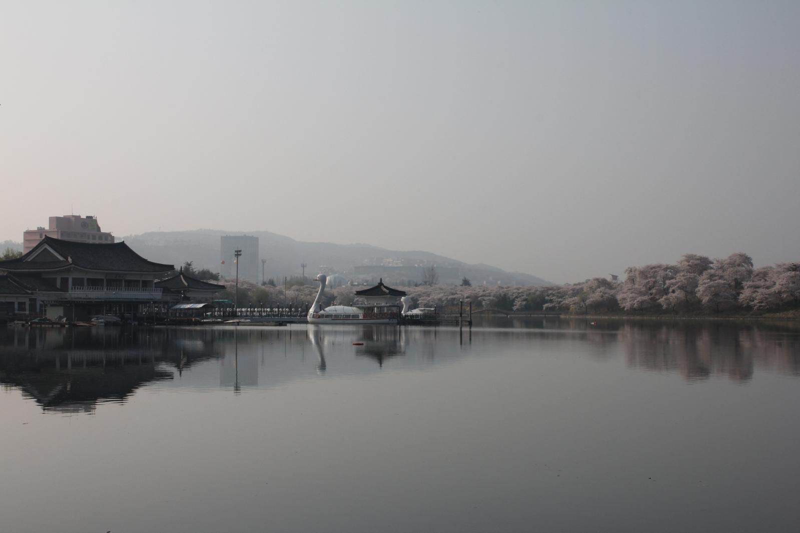 보문단지 벚꽃8