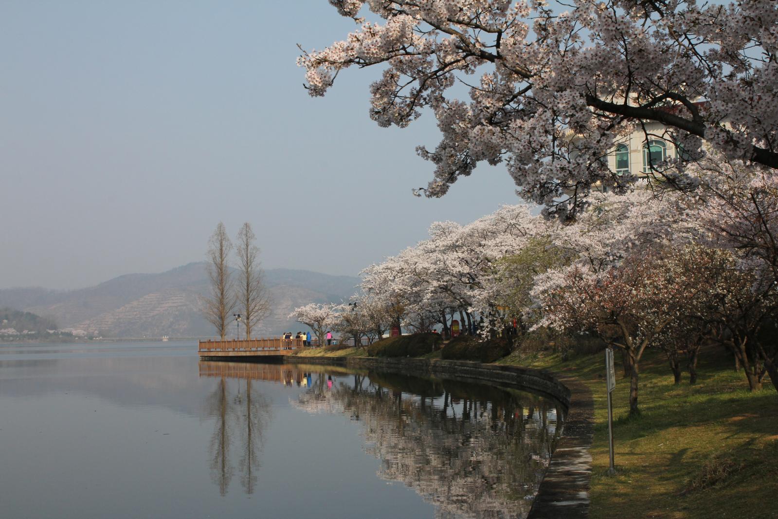 보문단지 벚꽃9