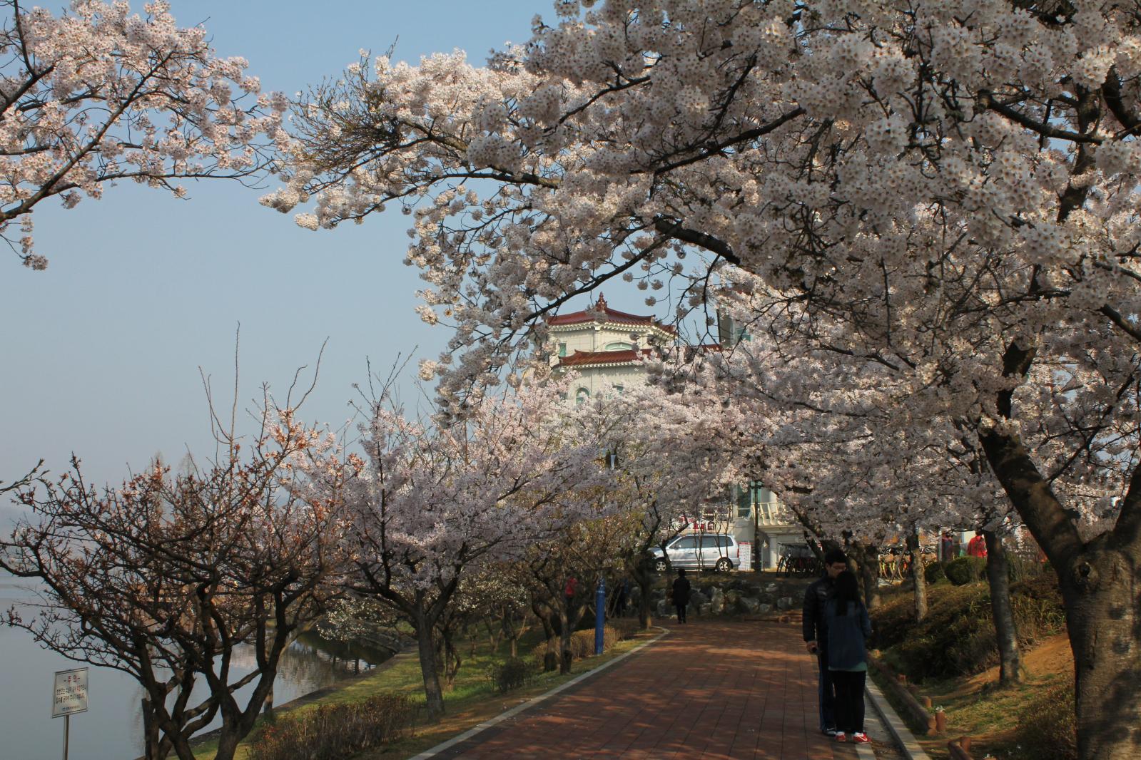 보문단지 벚꽃10