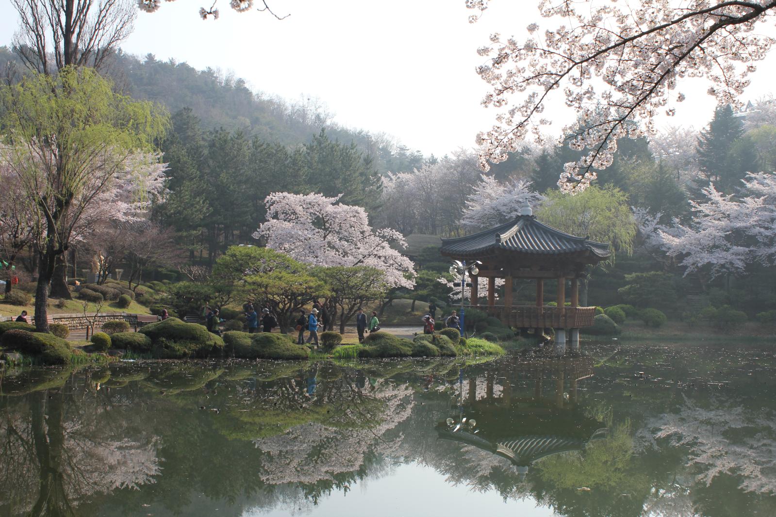 보문정 벚꽃