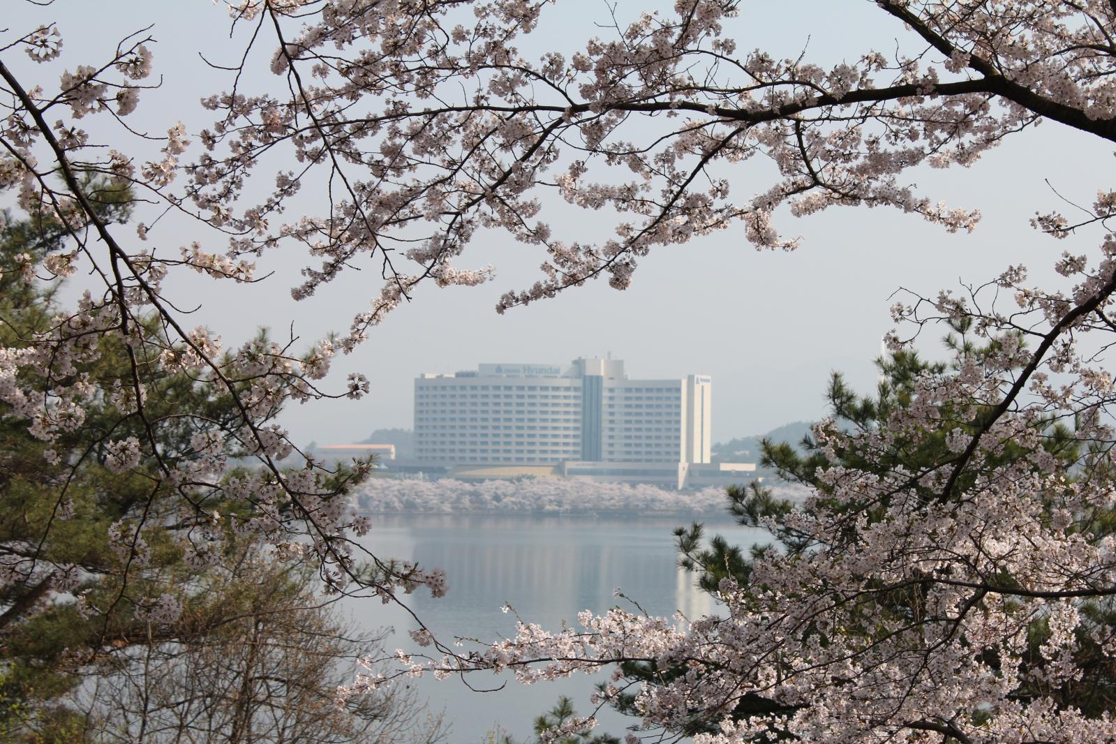 보문단지 벚꽃12