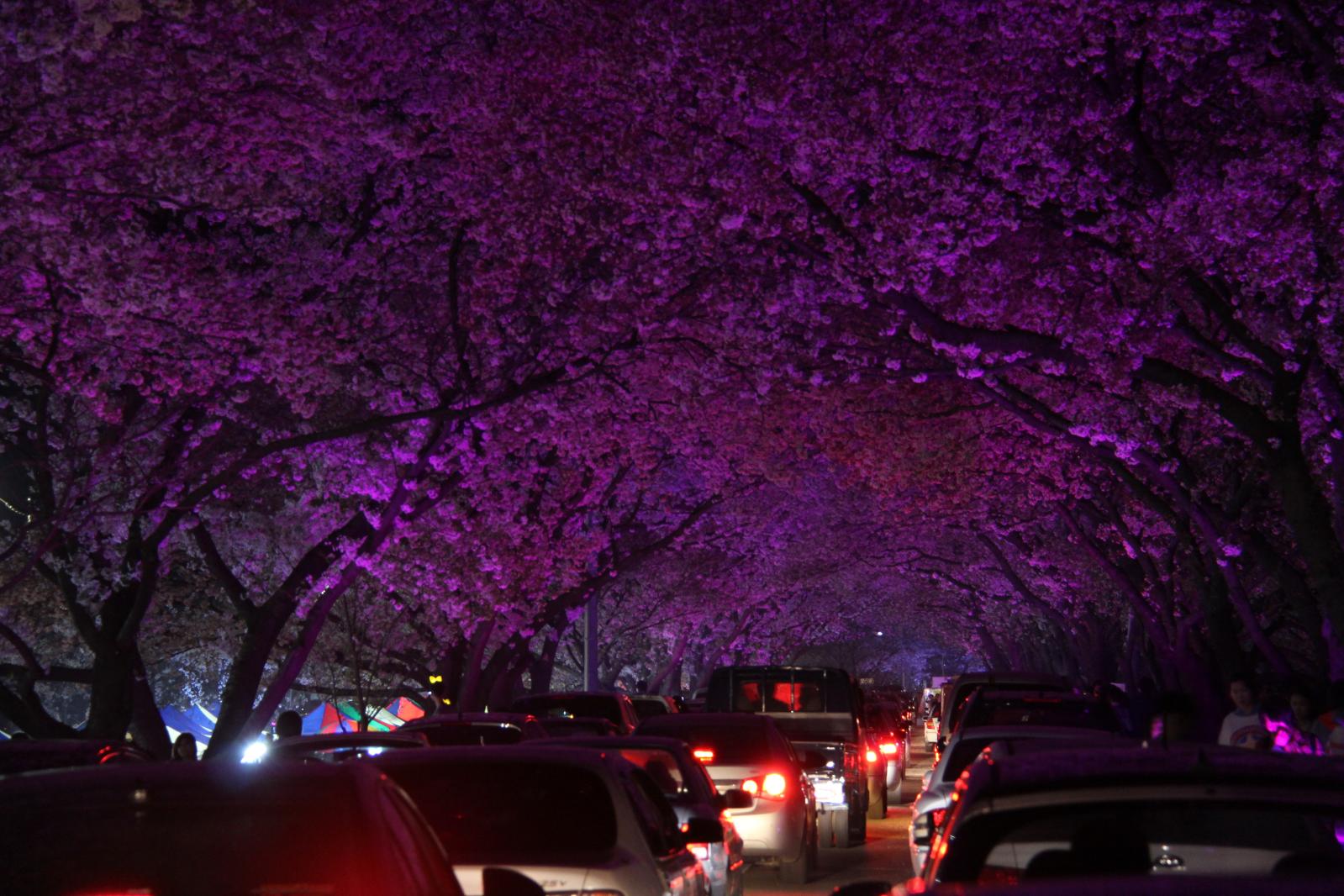 김유신장군묘 주변벚꽃6