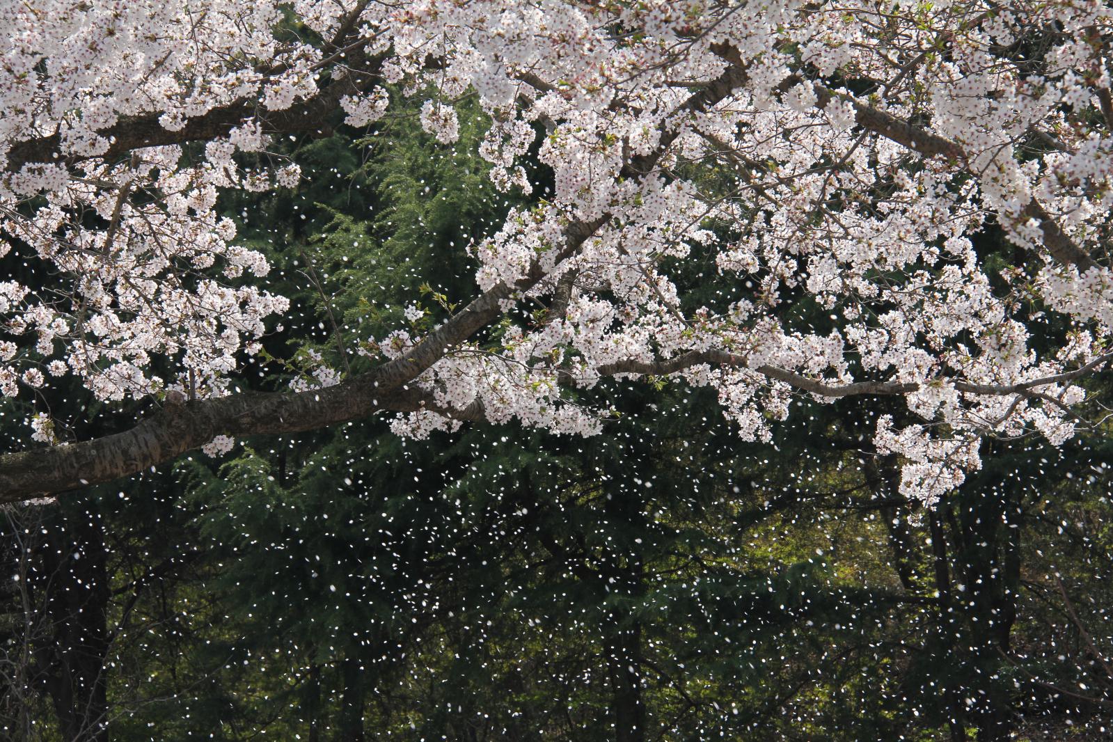 보문단지 벚꽃13