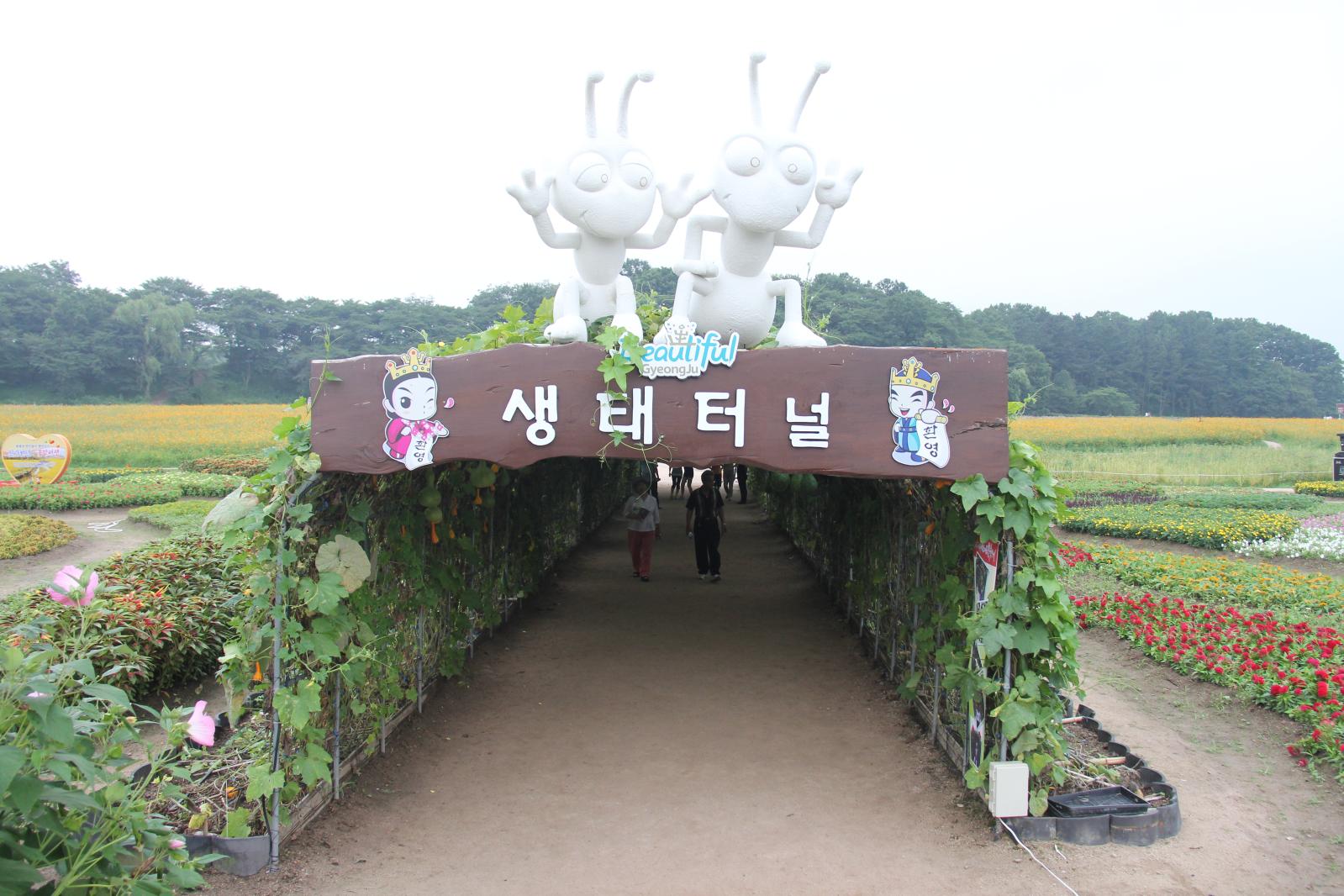 한여름 꽃축제4