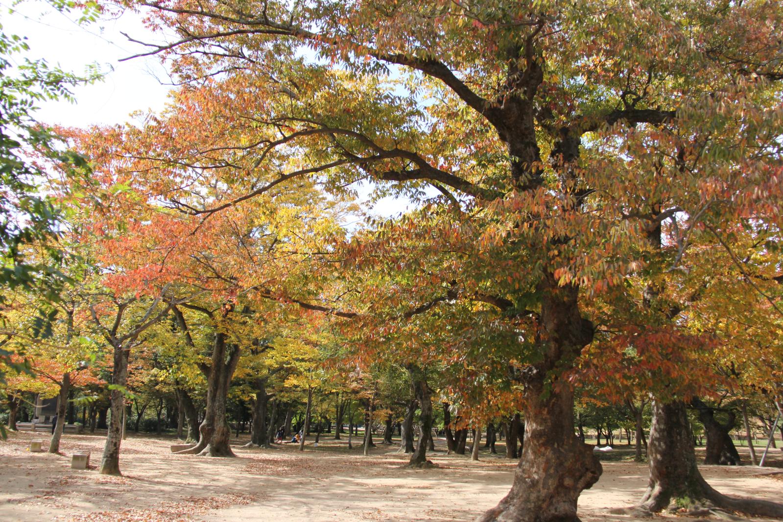 계림12