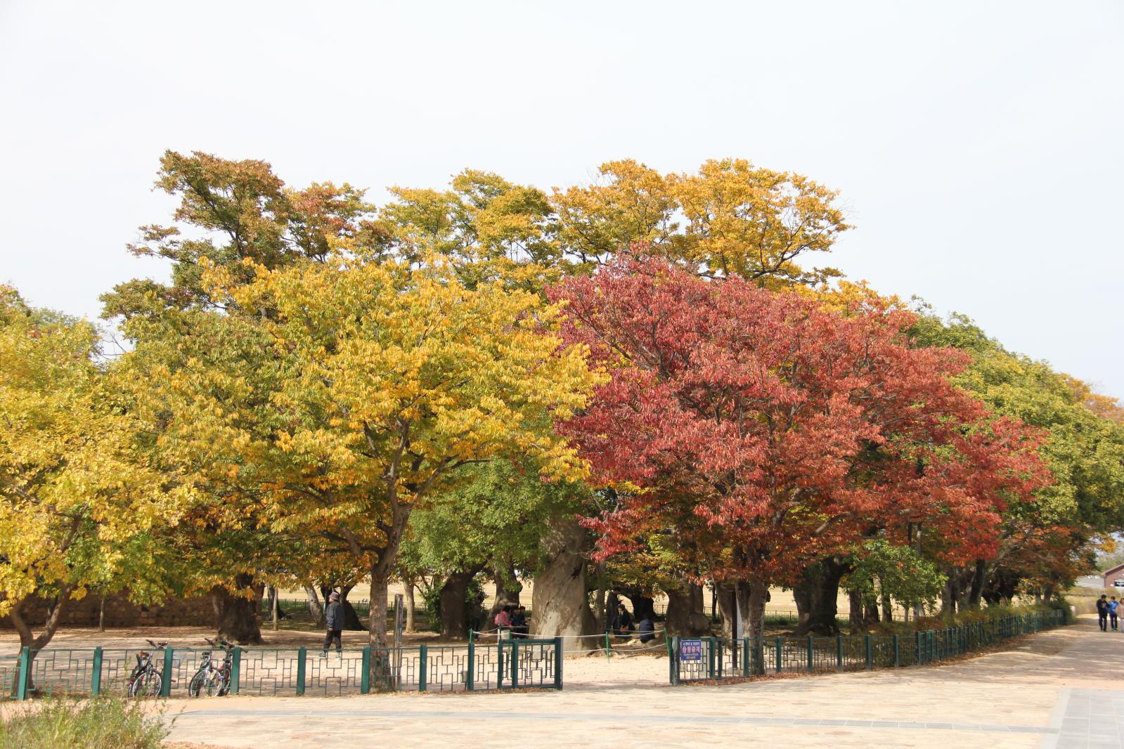 계림13