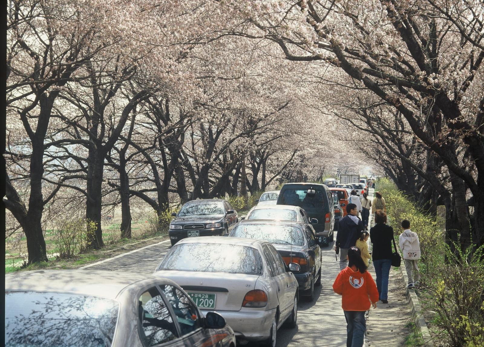 장군로벚꽃