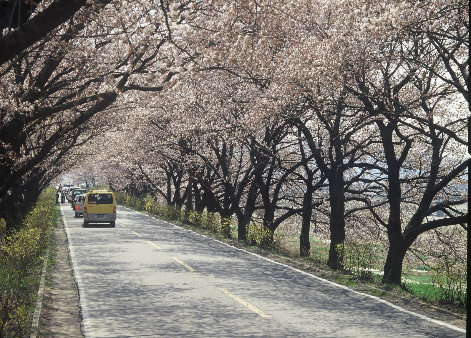 장군로벚꽃
