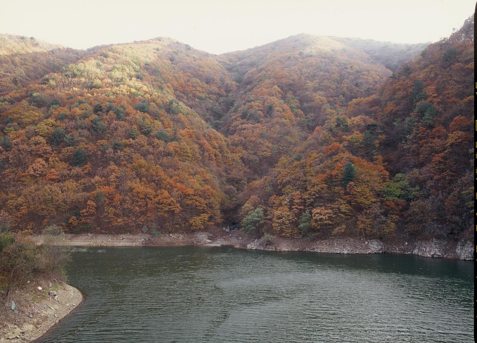 추령단풍