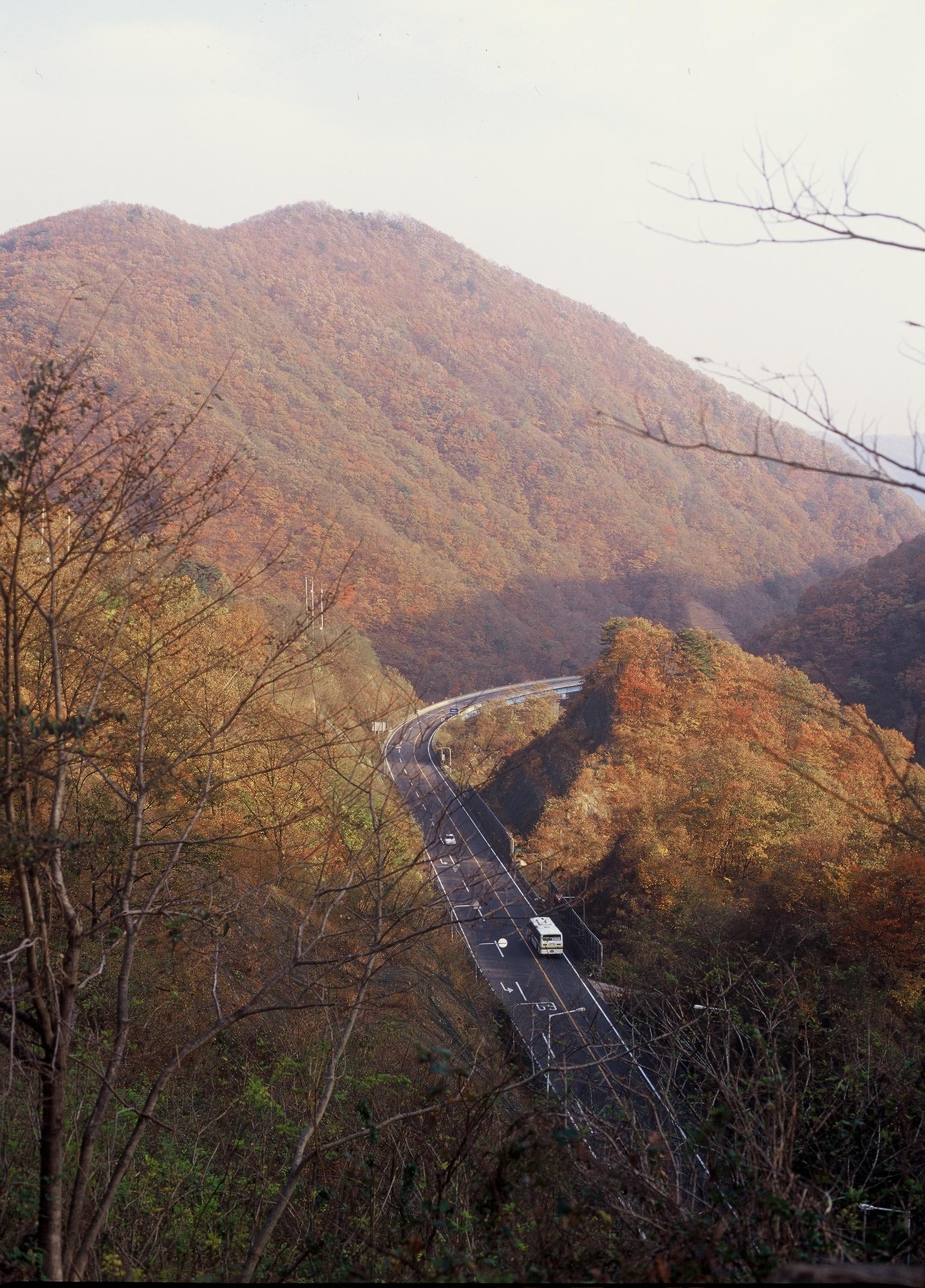 추령단풍2
