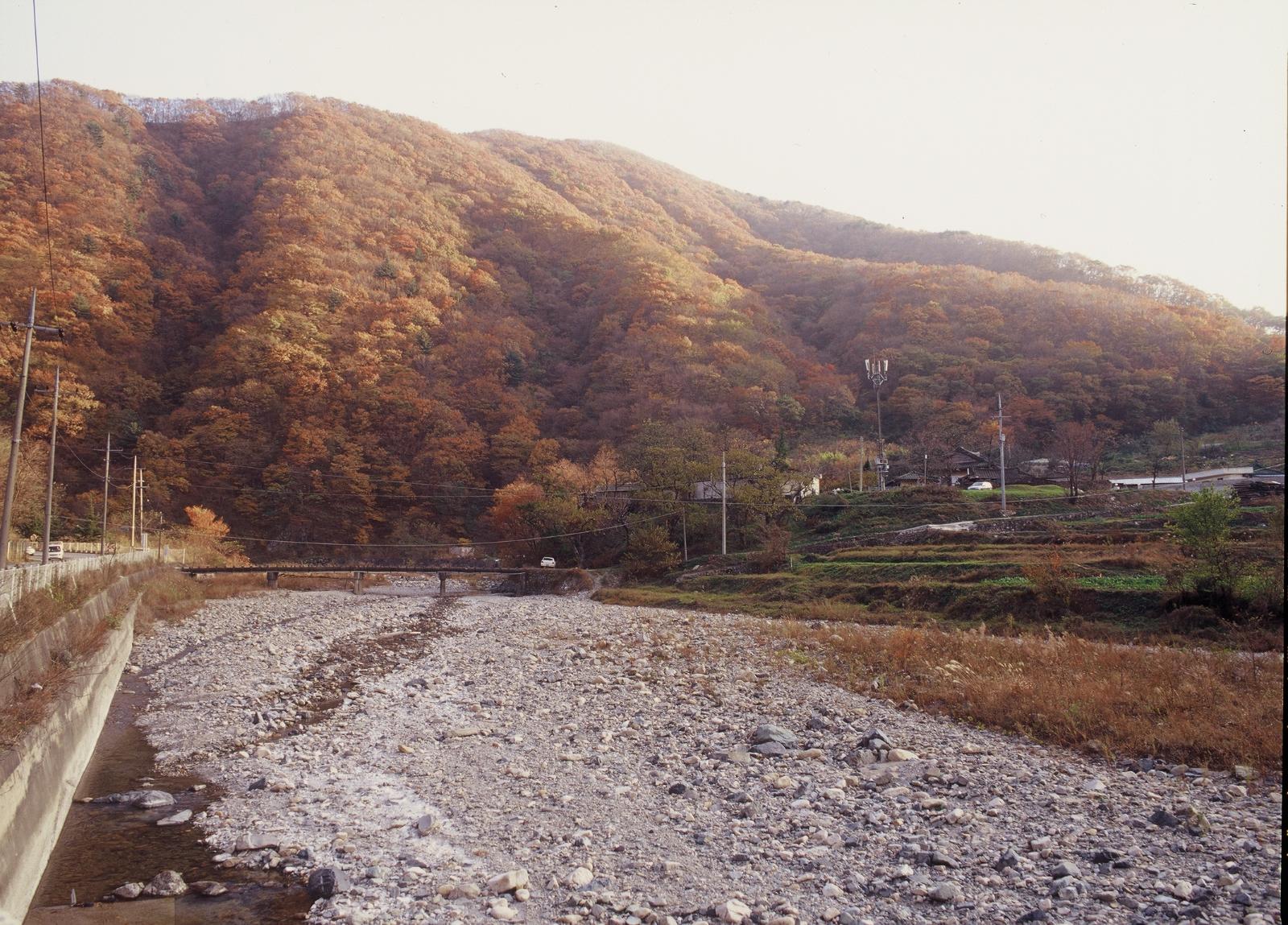 추령단풍3