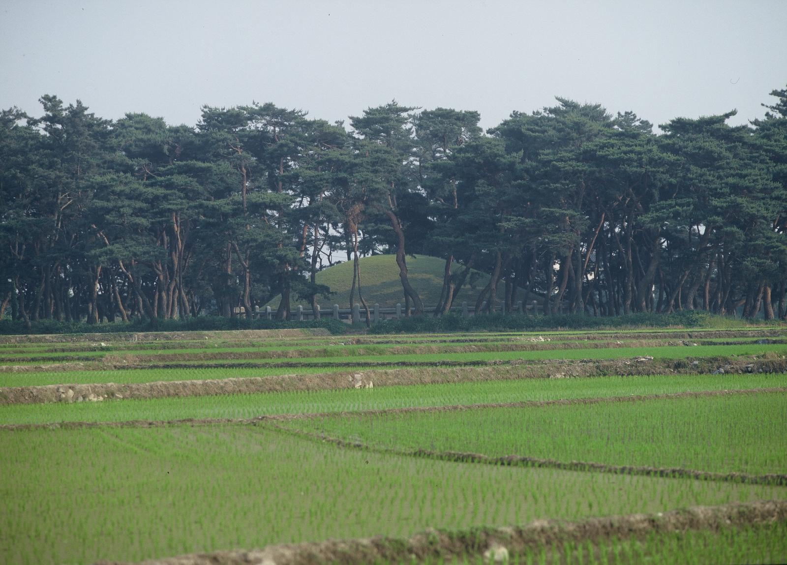 헌덕왕릉2